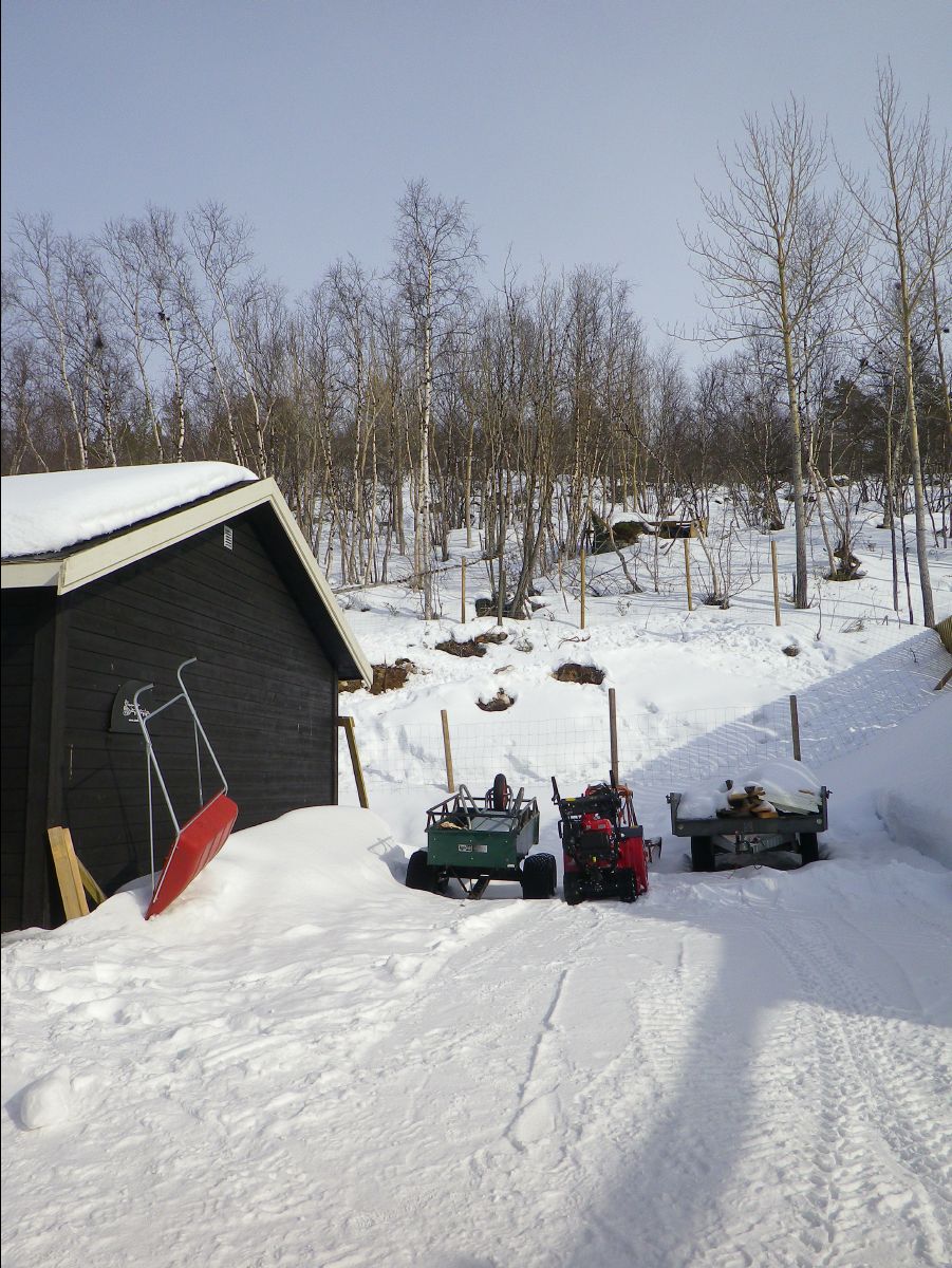 Dogs sledge43